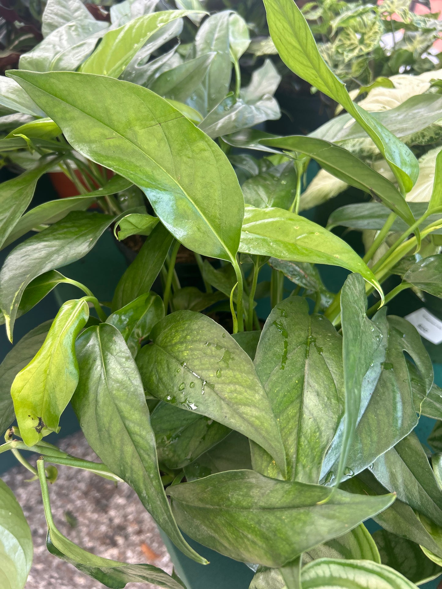 Pothos-Epipremnum Pinnatum 'Cebu Blue'