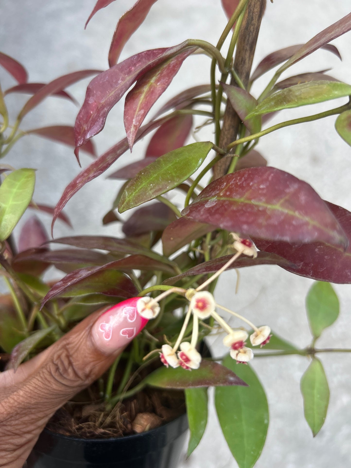 Hoya 'Walliniana'