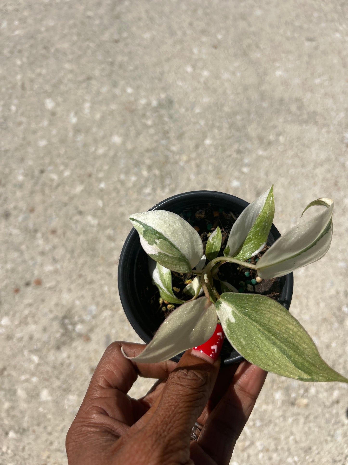 Philodendron 'Gloriosum' Variegated