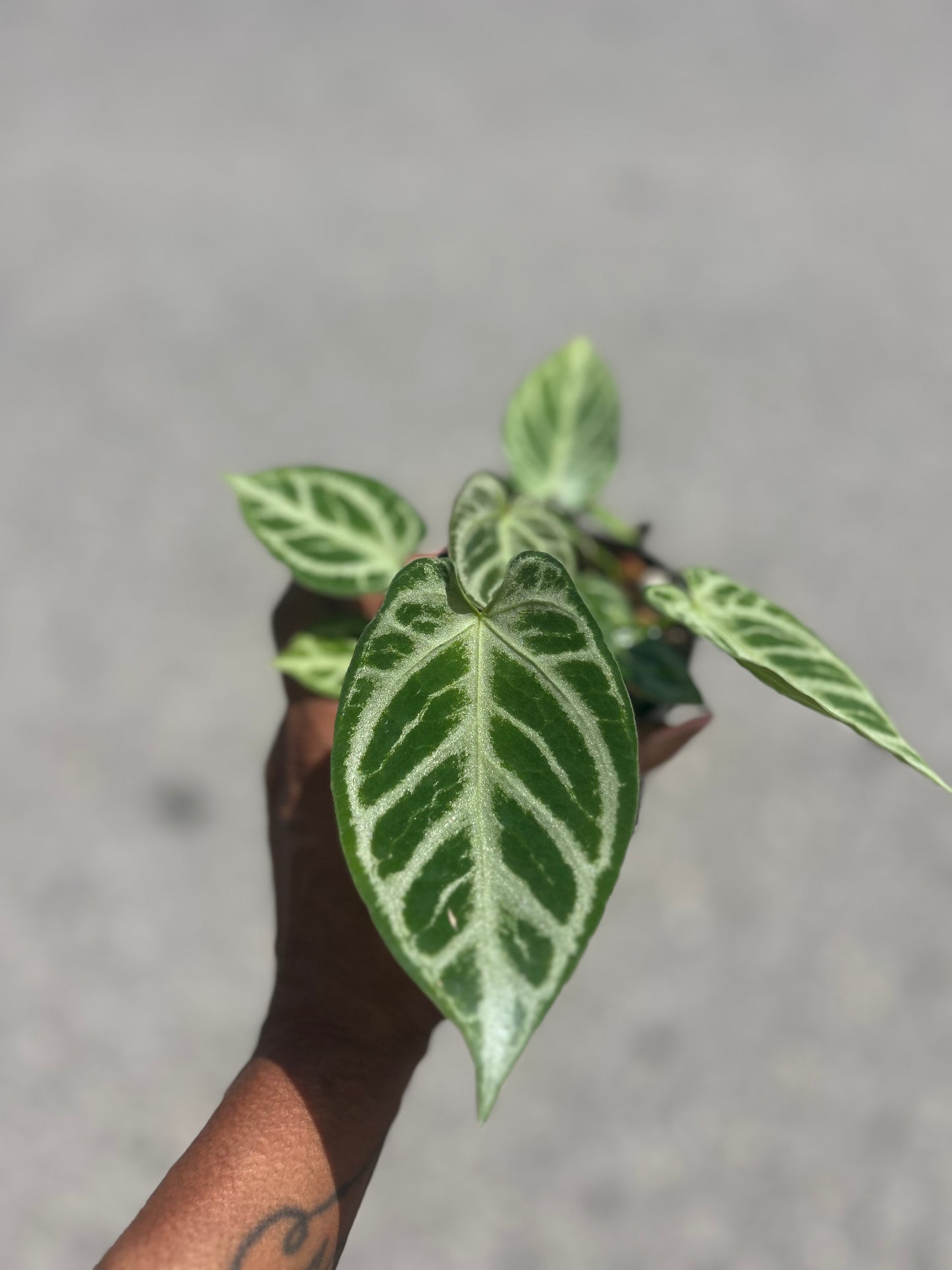 Anthurium 'Dorayaki Silver Blush'