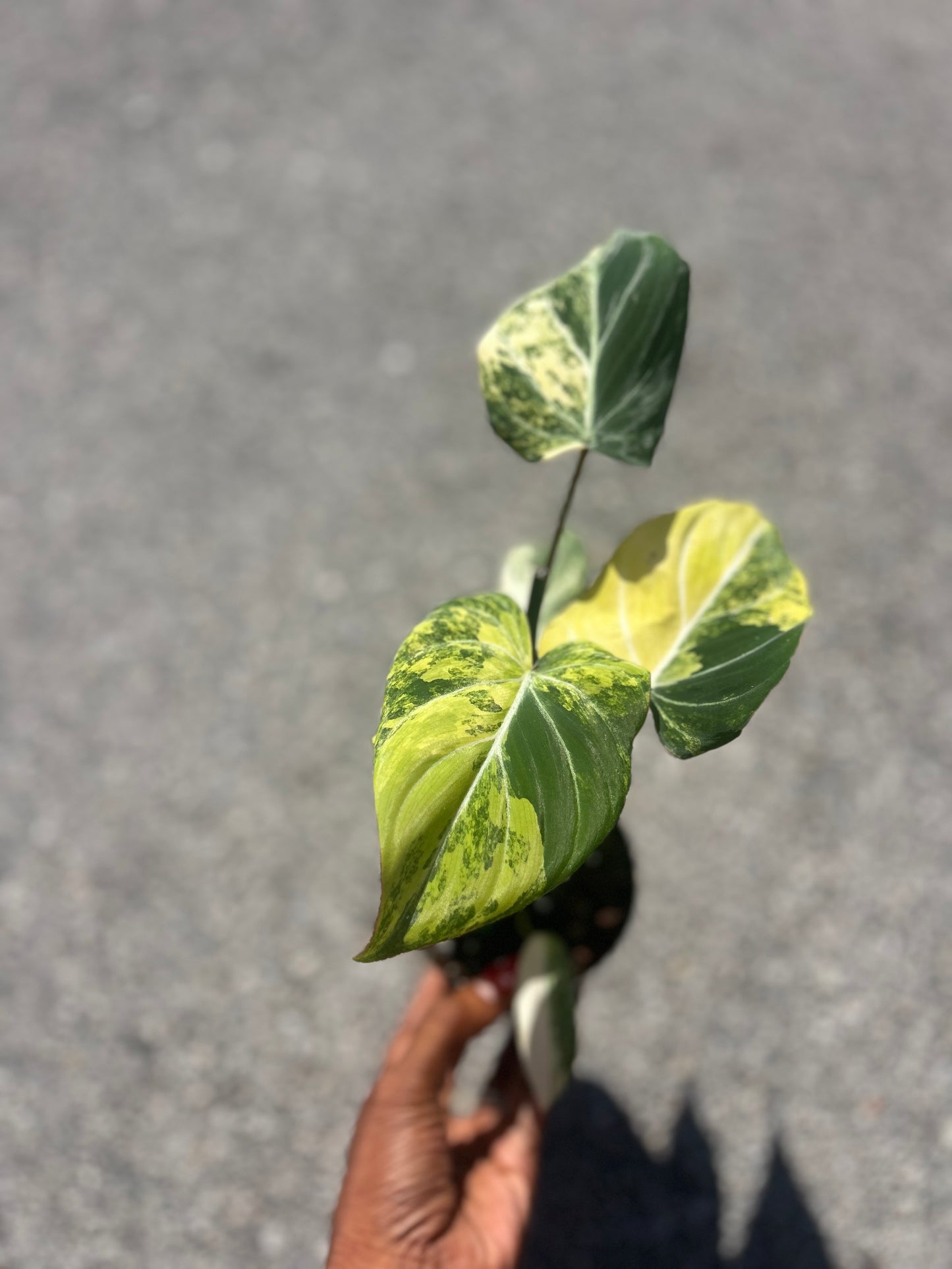 Philodendron Gloriosum Galaxy