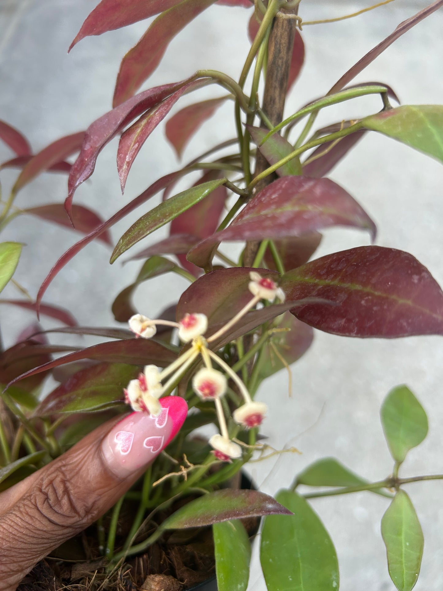 Hoya 'Walliniana'