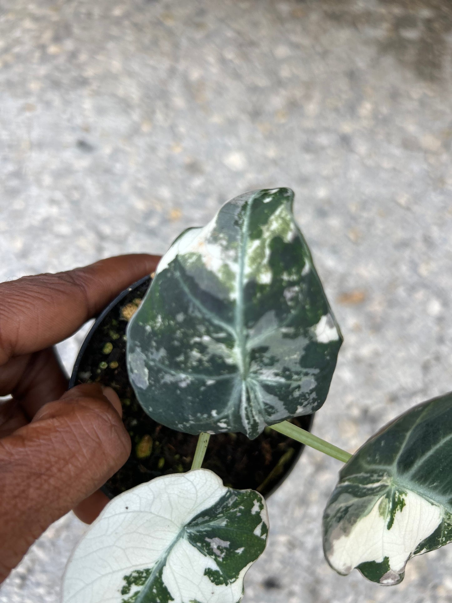 Alocasia Black Velvet Variegated “Pink”