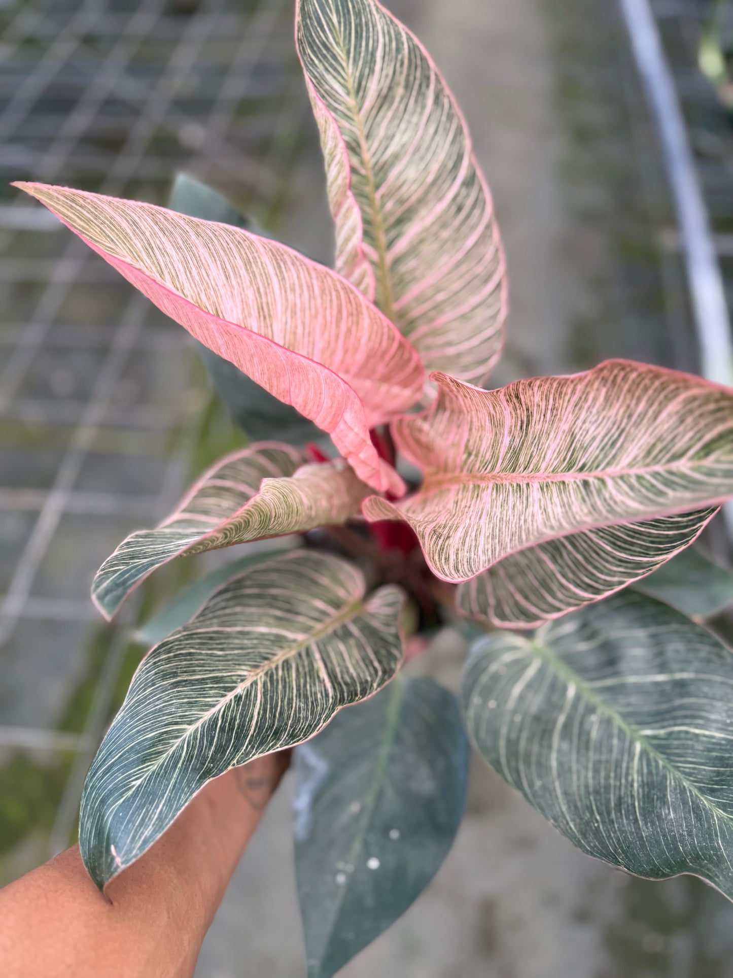 Philodendron Pink Birkin