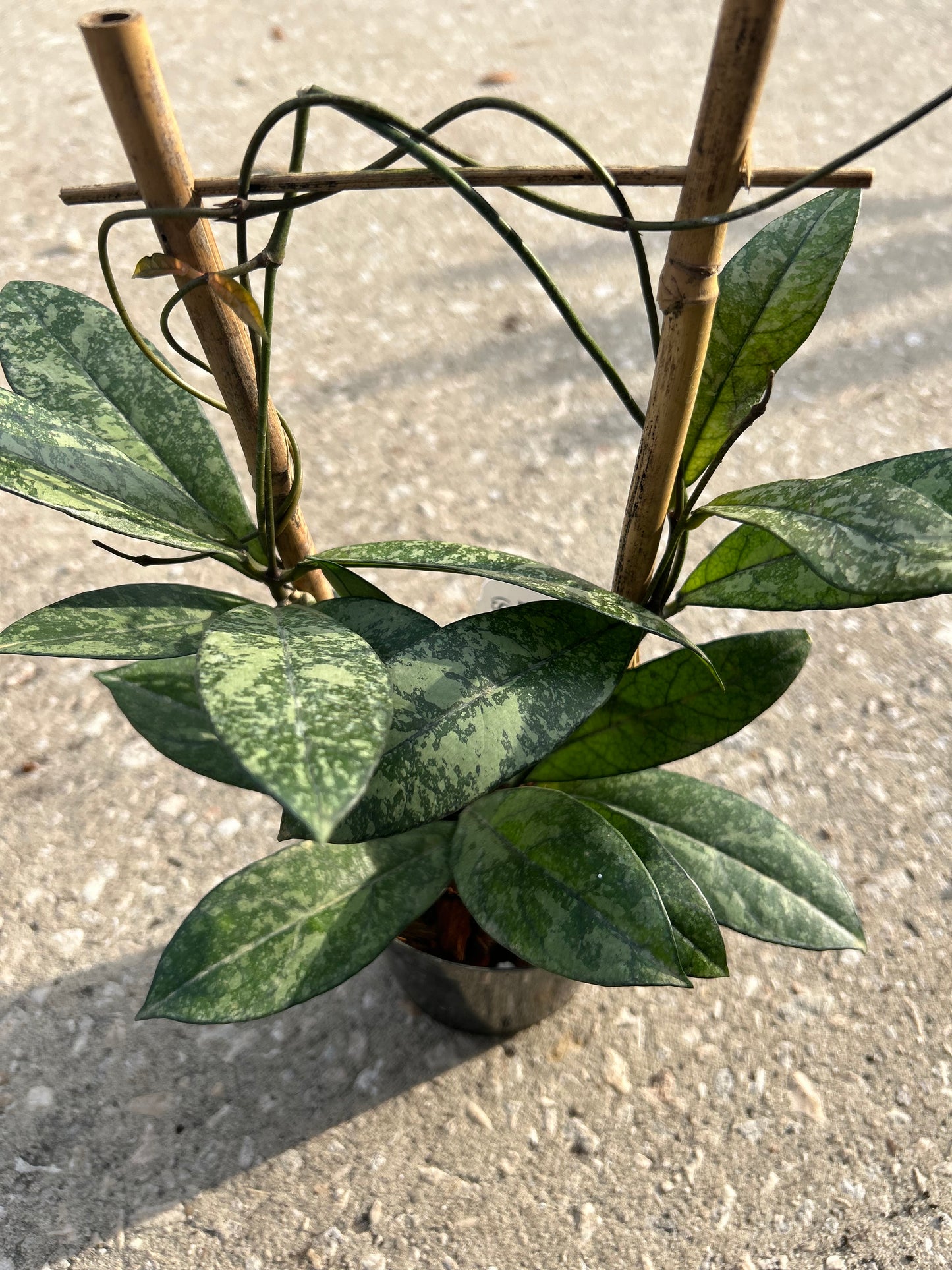 Hoya Crassipetiolata "Super Splash"