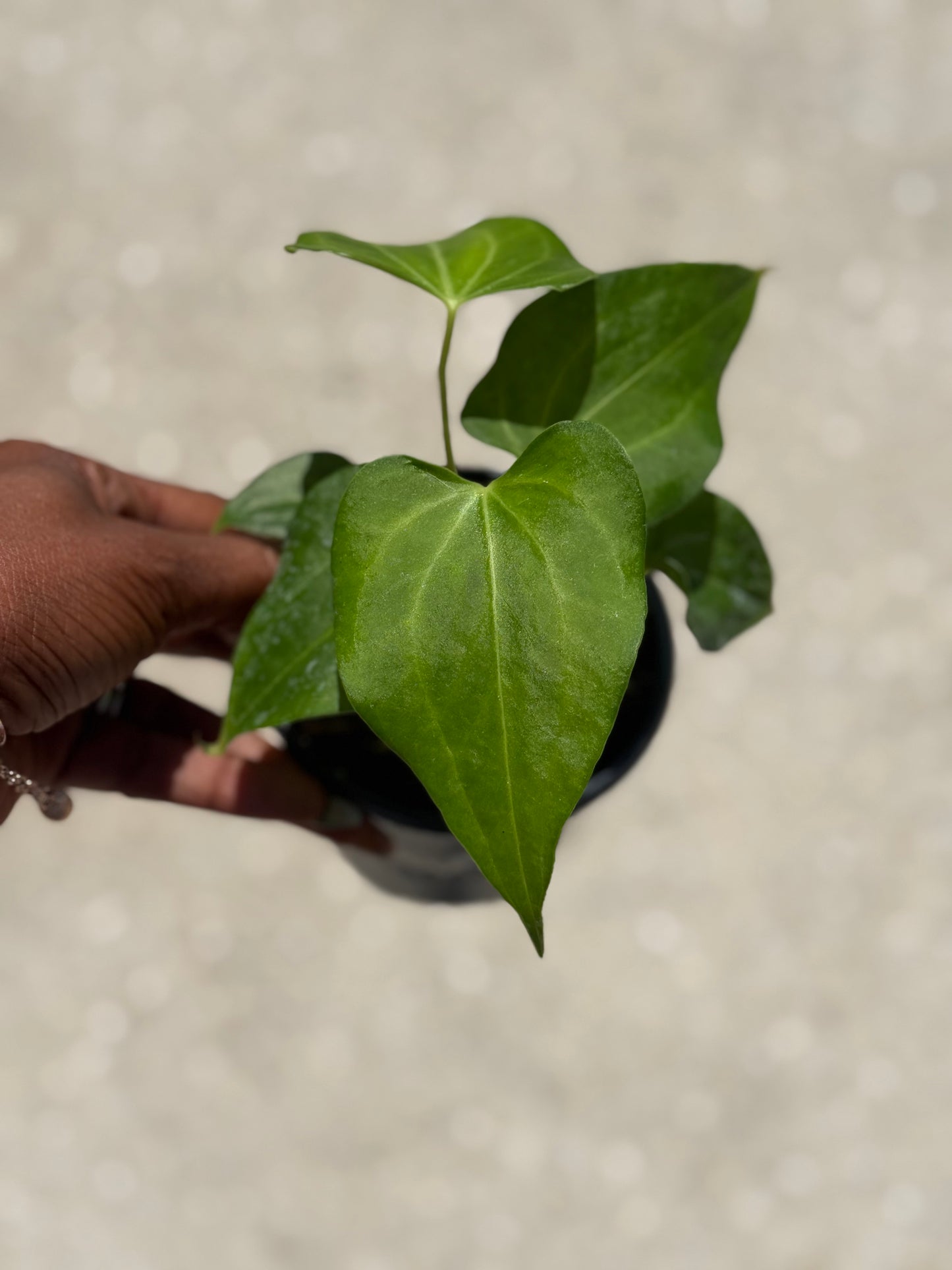 Anthurium 'Delta Force'
