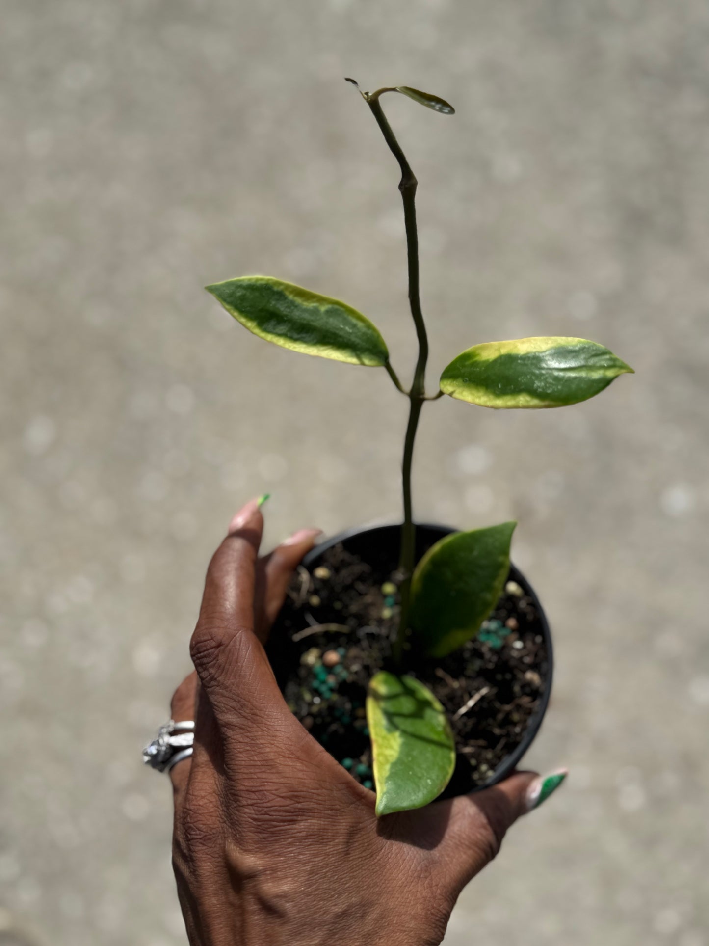 Hoya 'Diversifolia' Albo