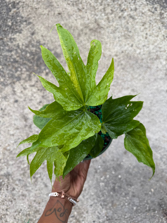 Anthurium ‘Fingers’