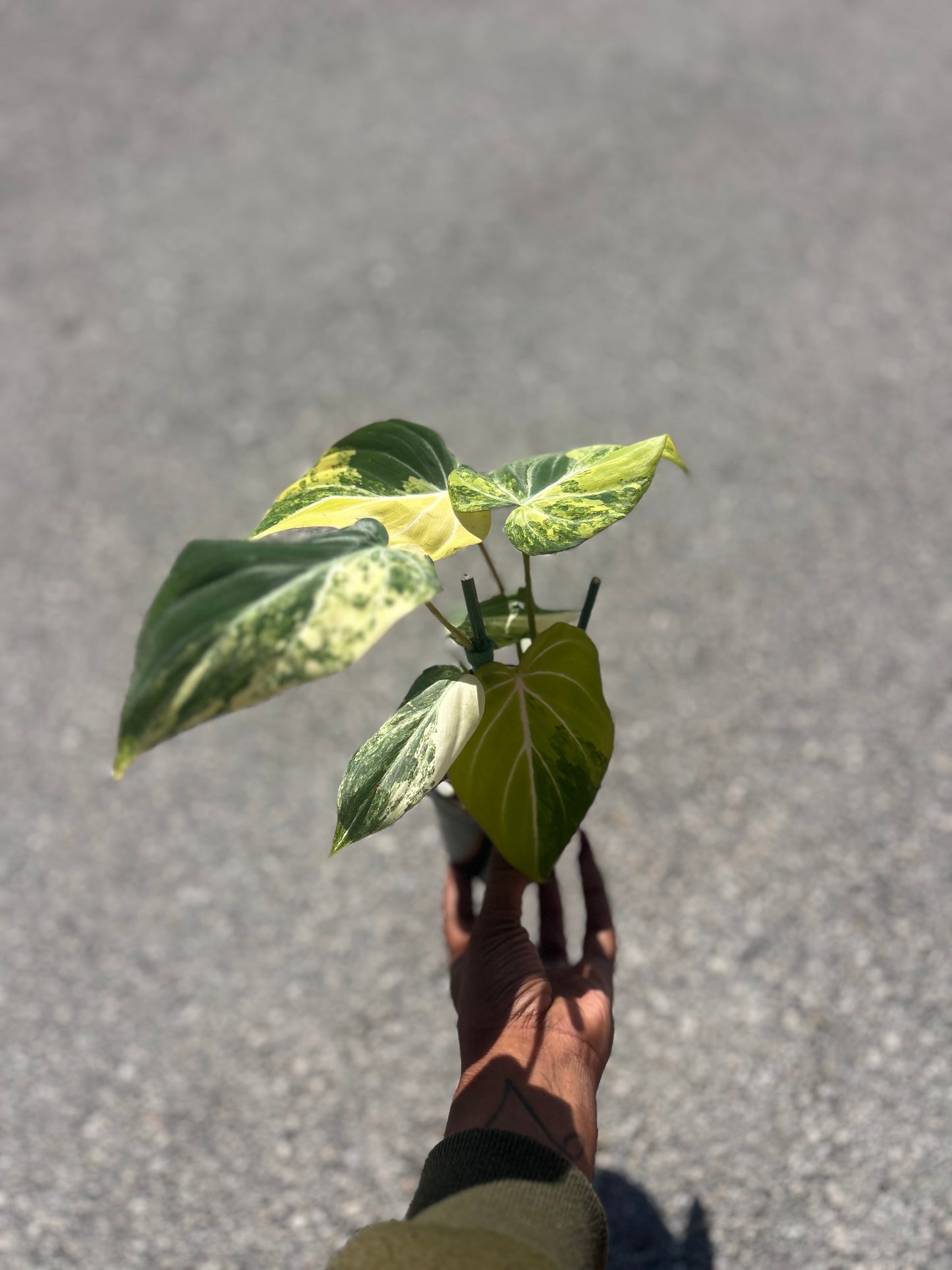Philodendron Gloriosum Galaxy