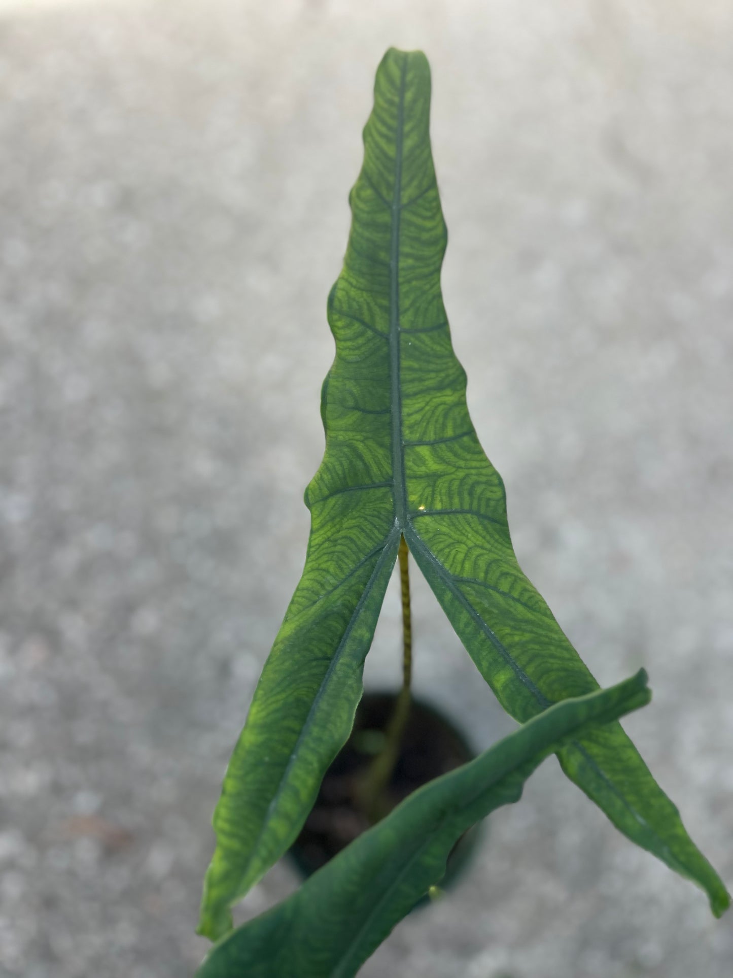 Alocasia Tigrina Superba