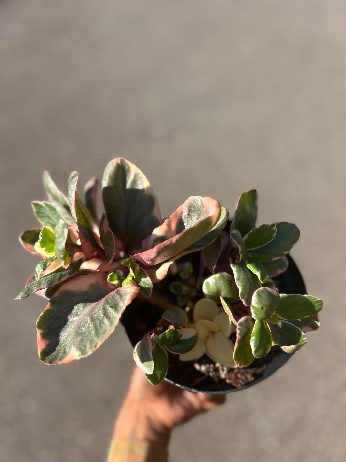 Kalanchoe blossfeldiana variegated