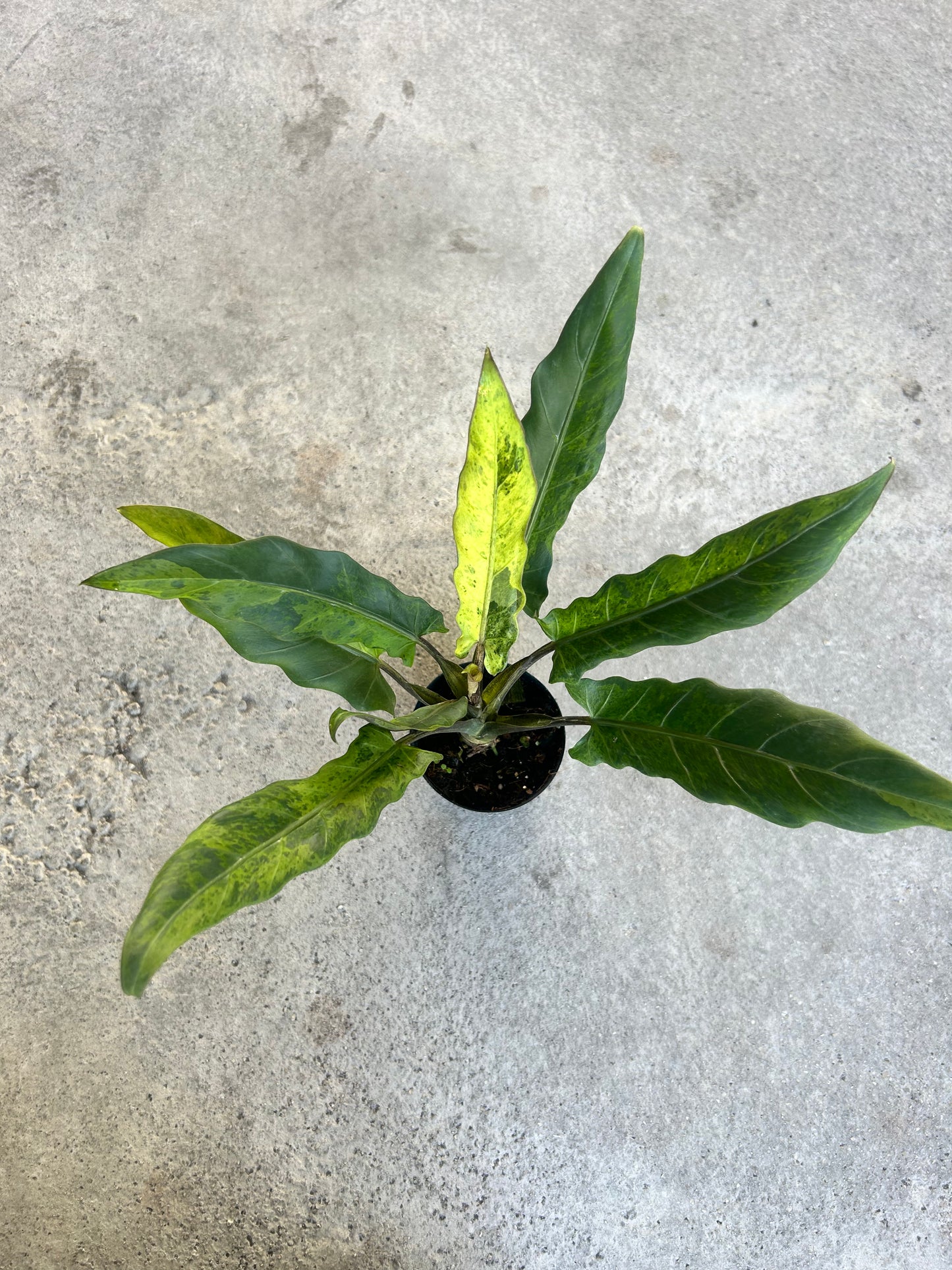Alocasia Lauterbachiana Variegated Aurea
