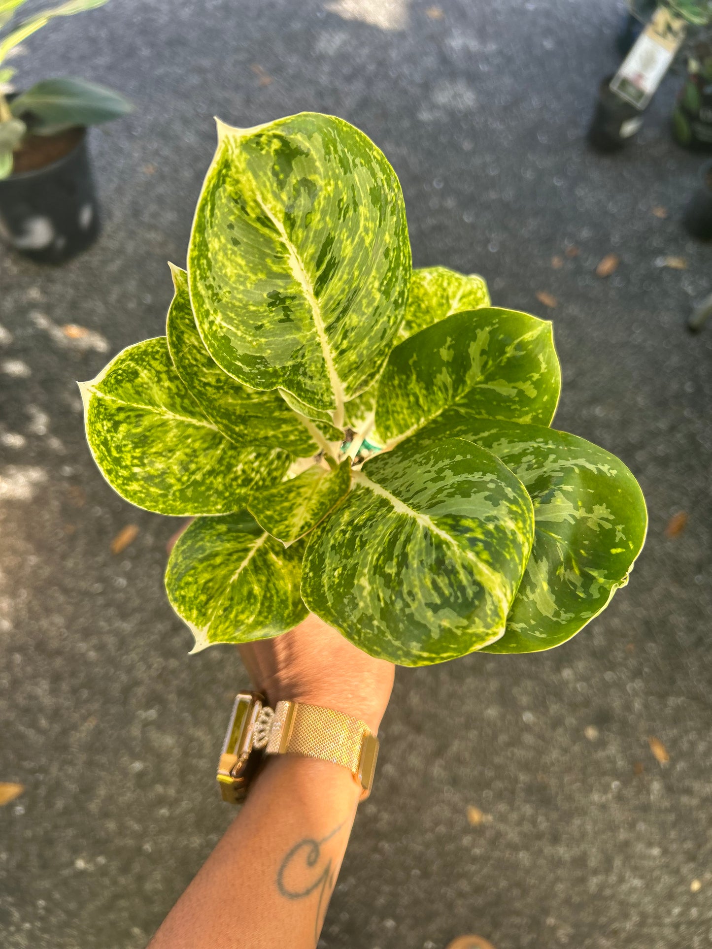 Aglaonema 'Green Papuma'