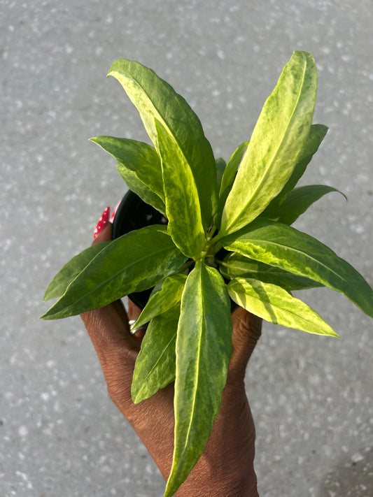 Anthurium Vittarifolium Variegated