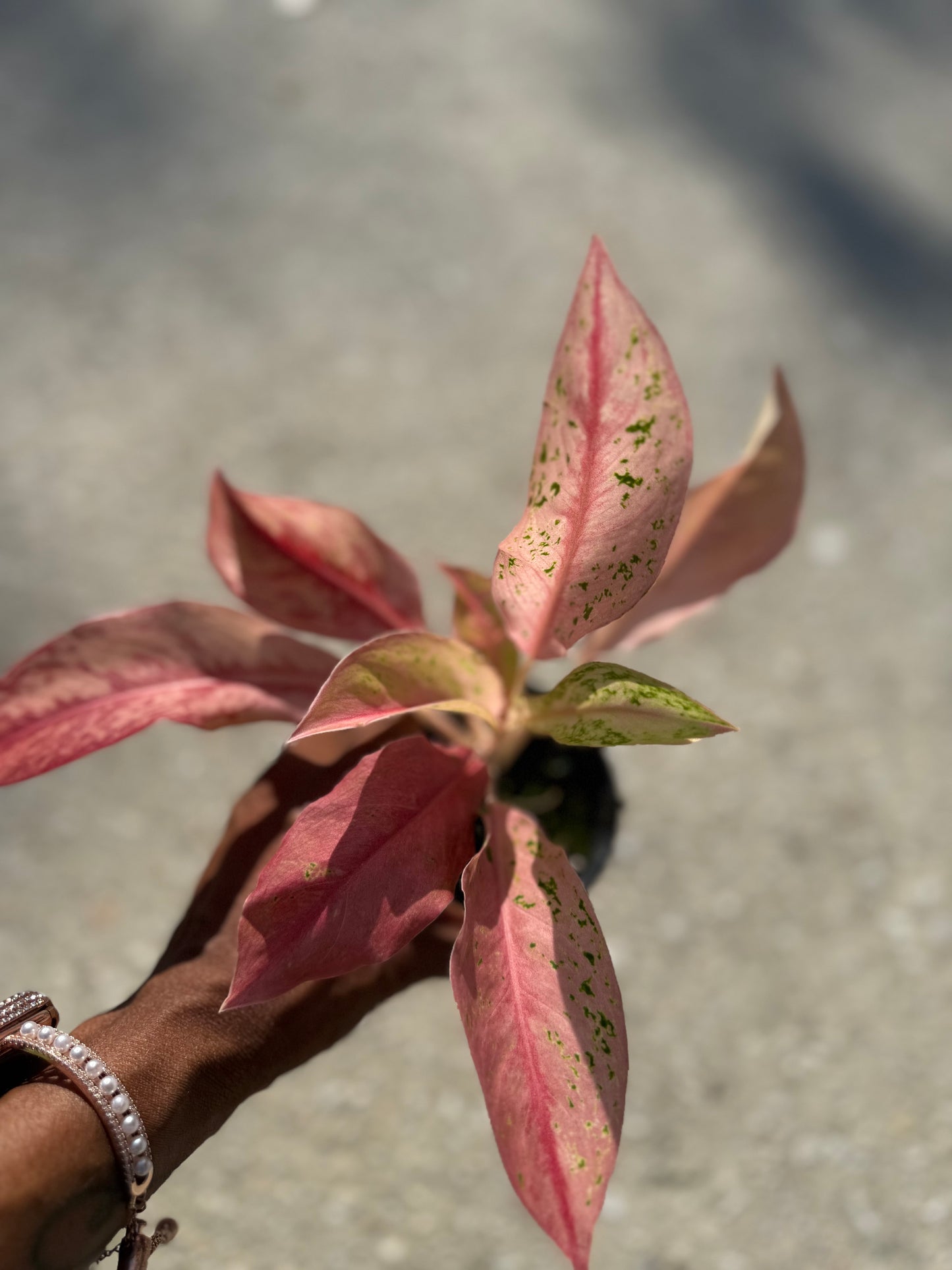 Aglaonema 'Pink Baramee'