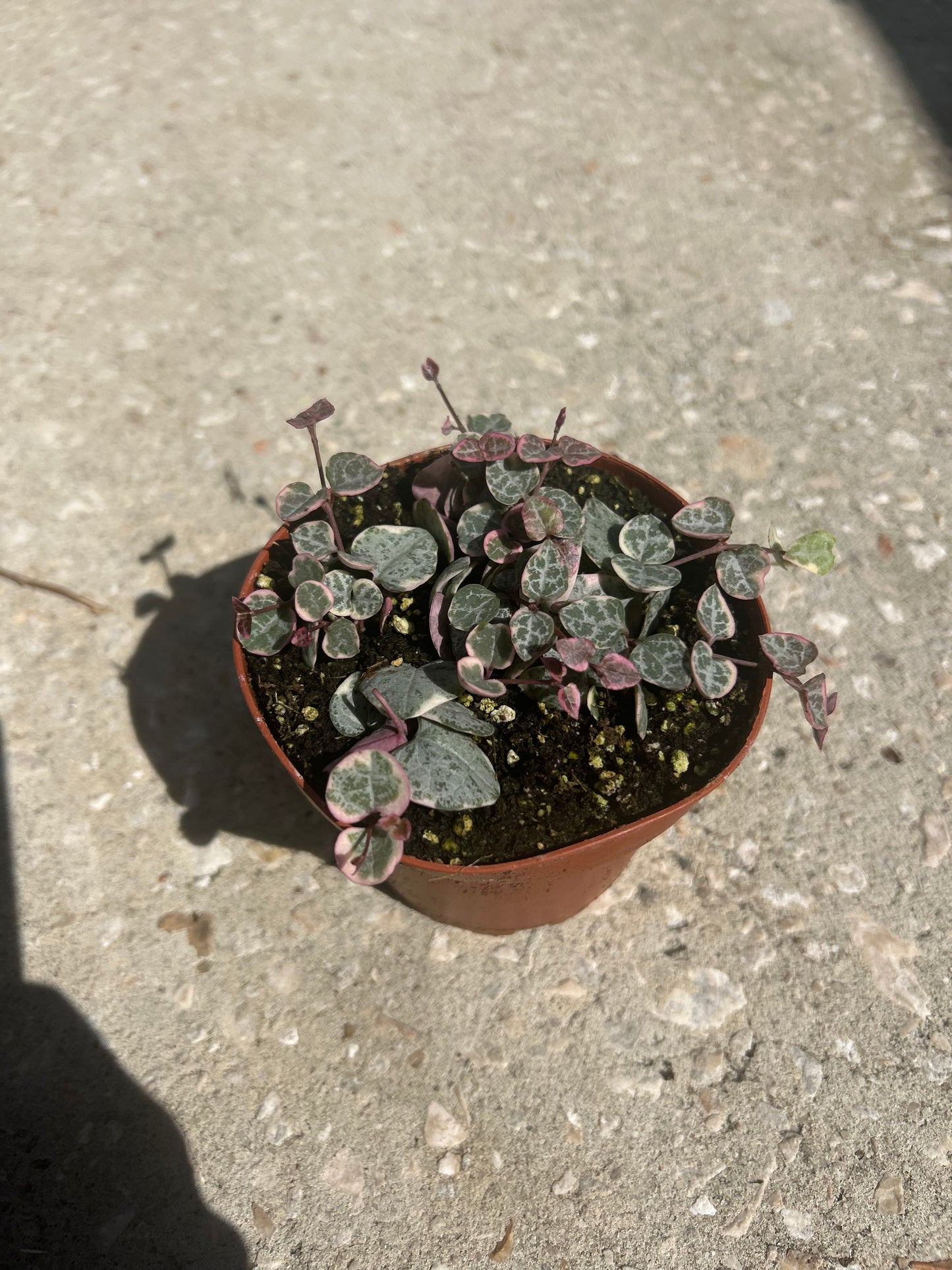 Ceropegia Woodii 'String Of Hearts' Variegated
