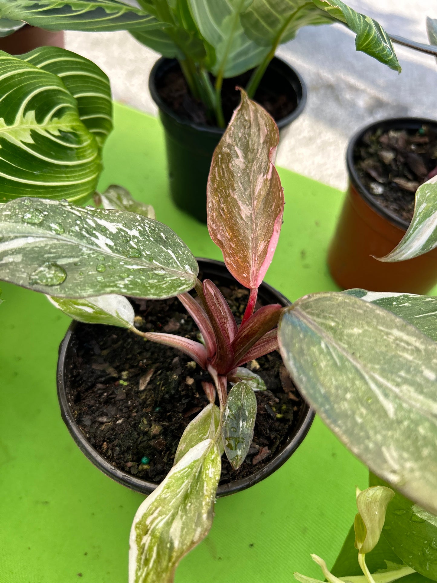 Philodendron 'Pink Princess Marble'