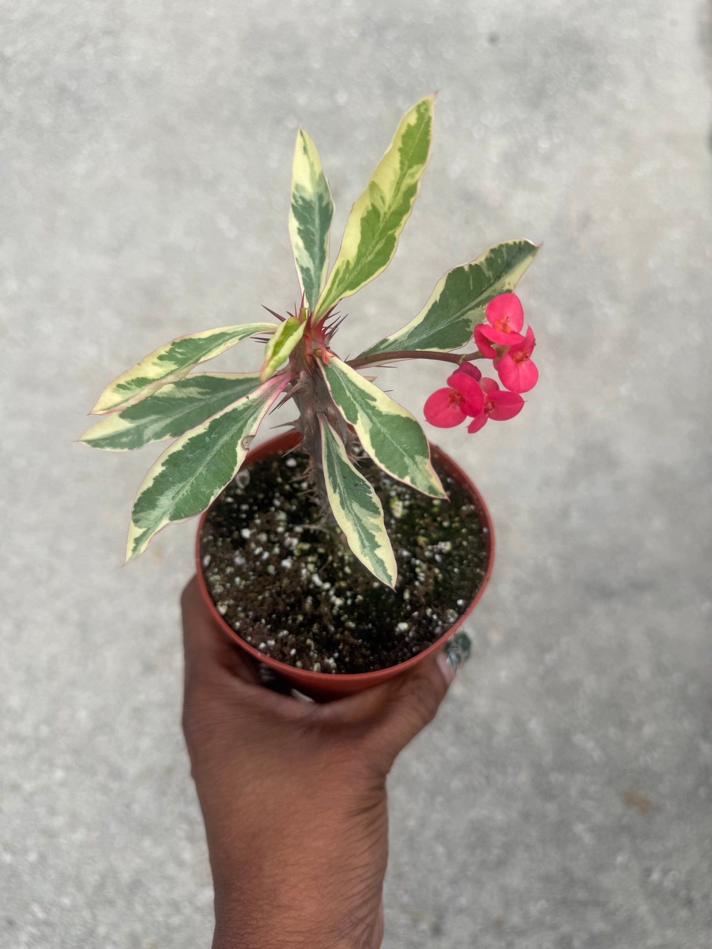 Variegated Crown of Thorns
