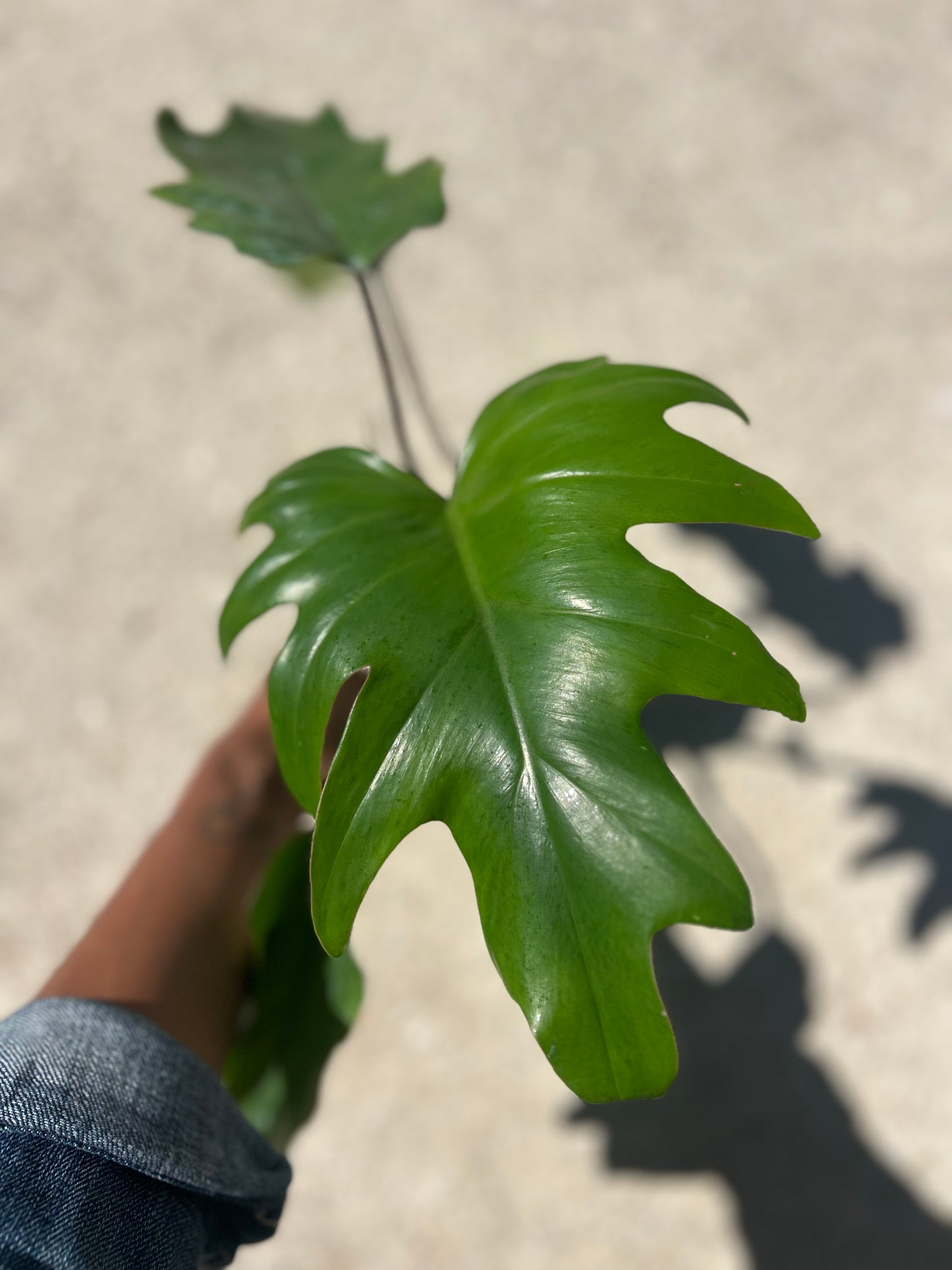 Philodendron Mayoi