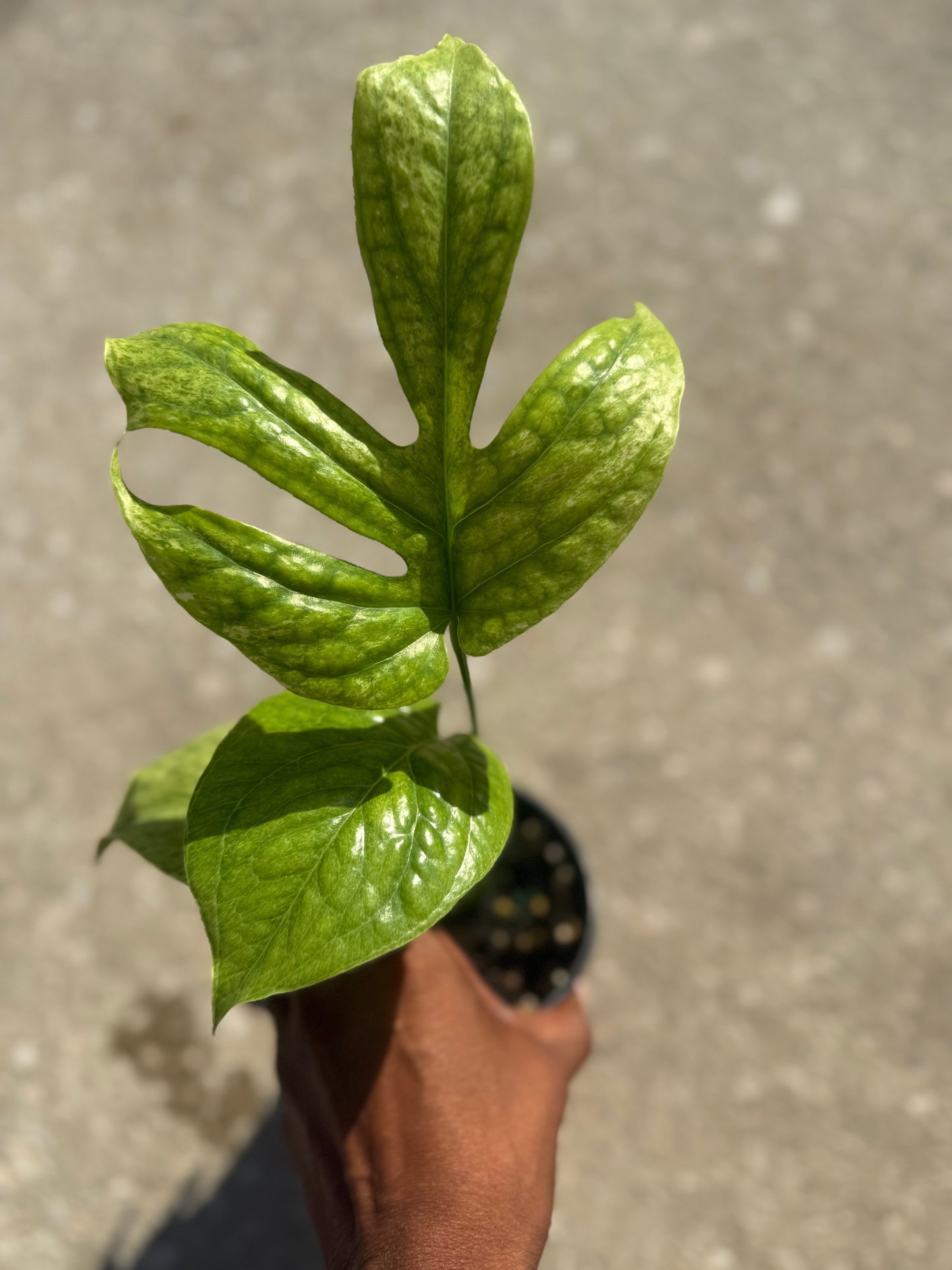 Amydrium 'Medium' Mint