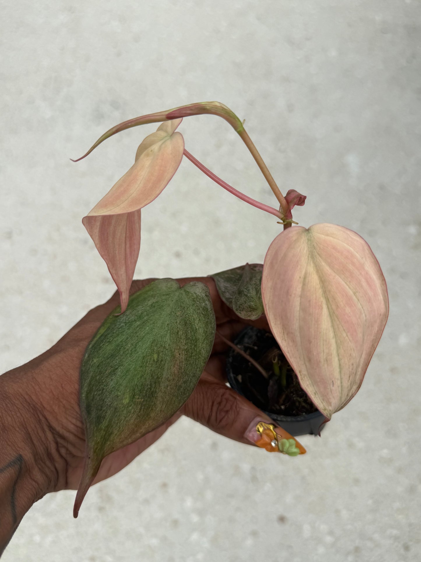 Philodendron micans pink mint