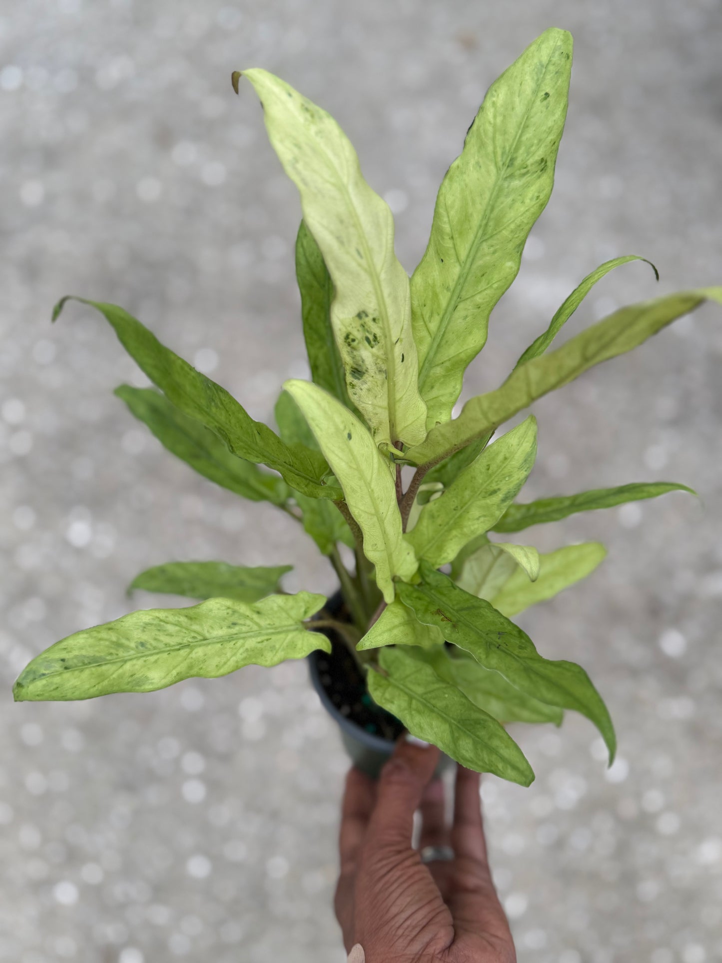 Alocasia Lauterbachiana Variegated Aurea