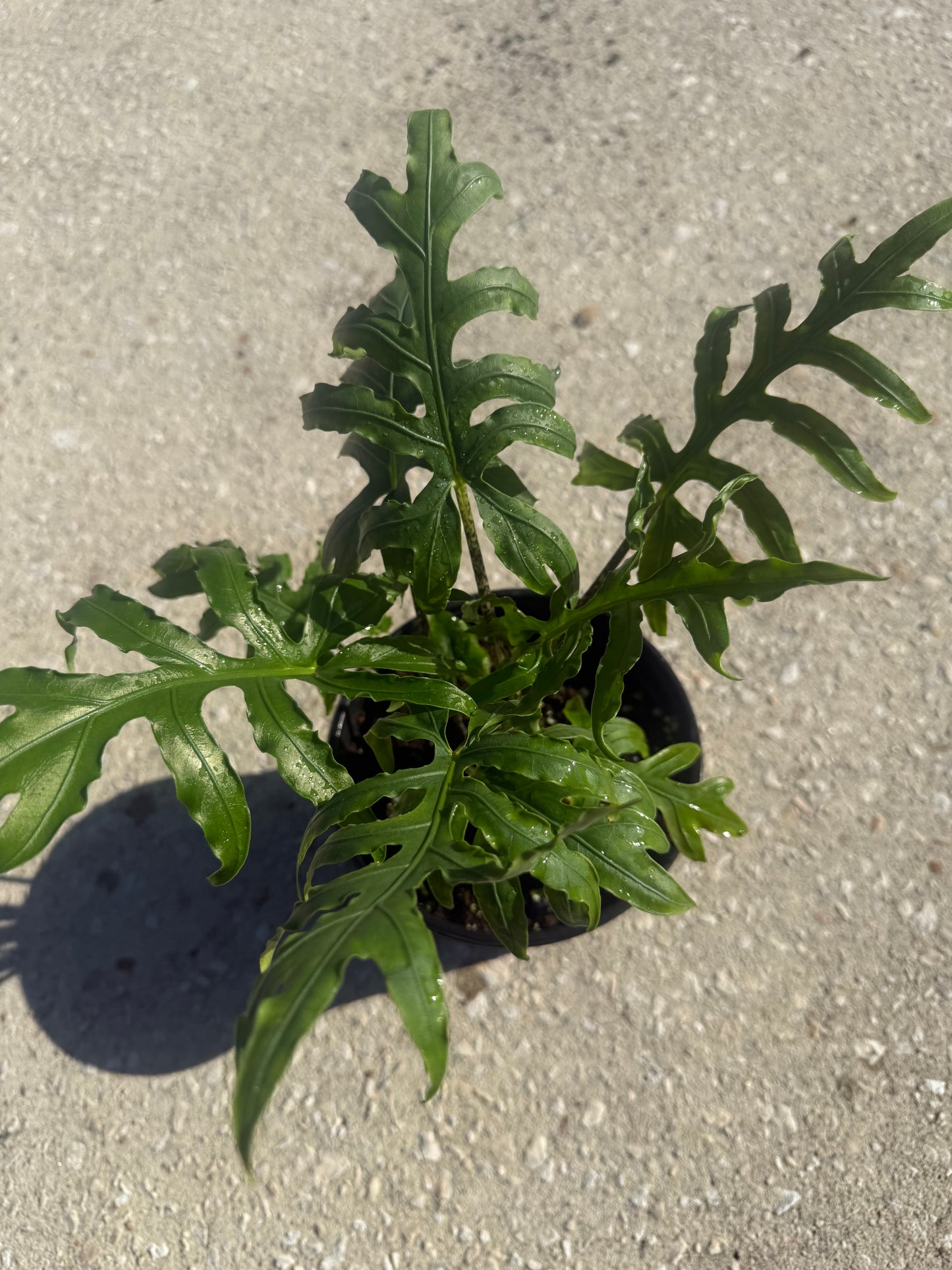 Alocasia 'Brancifolia'