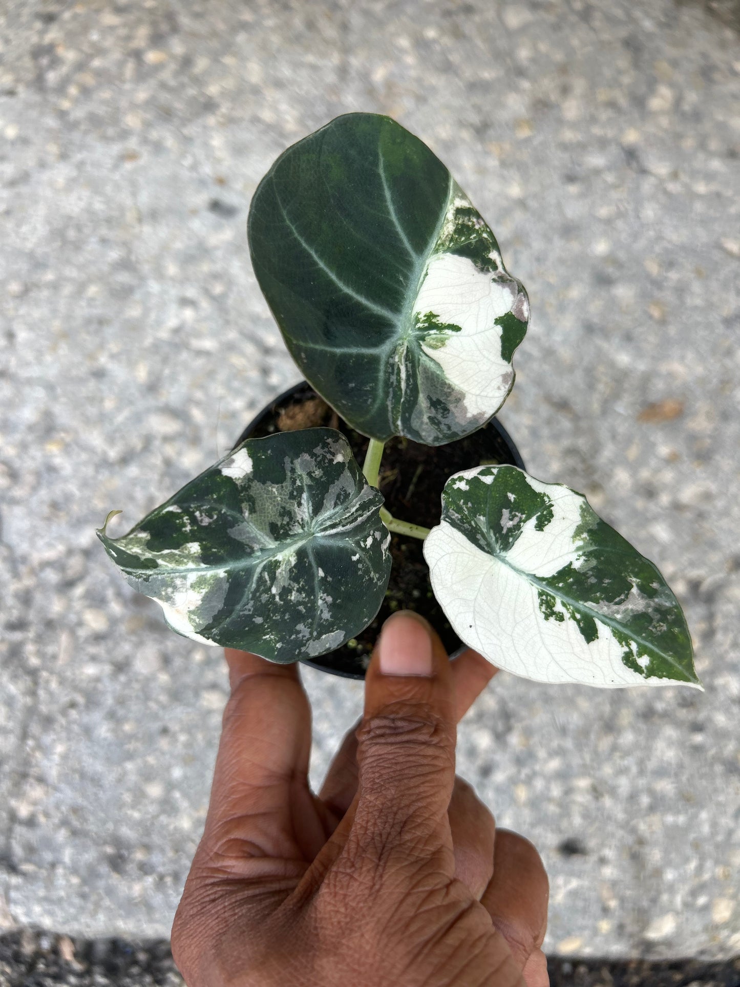 Alocasia Black Velvet Variegated “Pink”