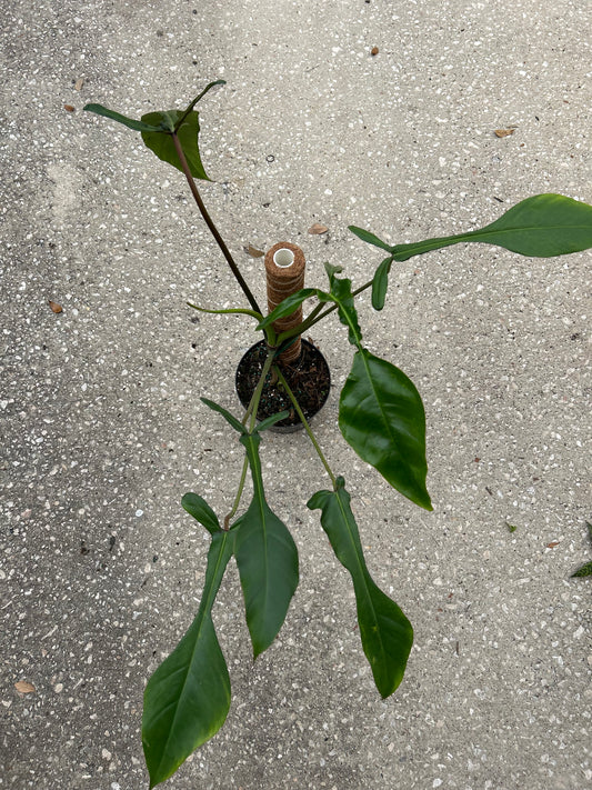 Philodendron 'Joepii'