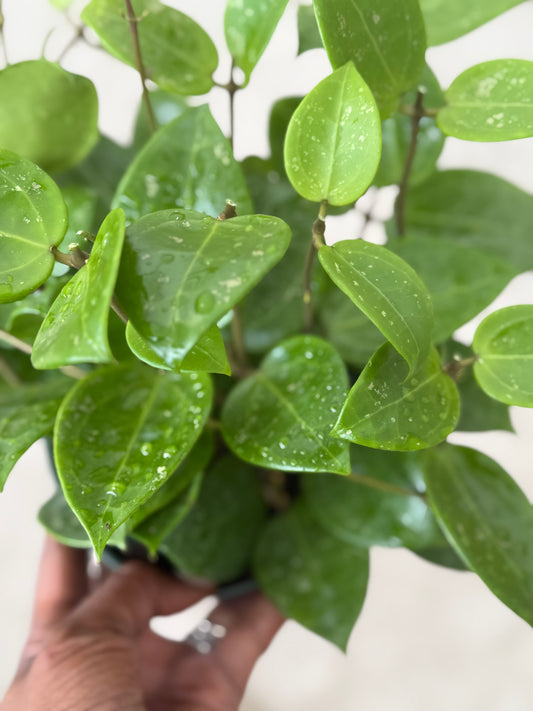 Hoya 'Parasitica Splash'
