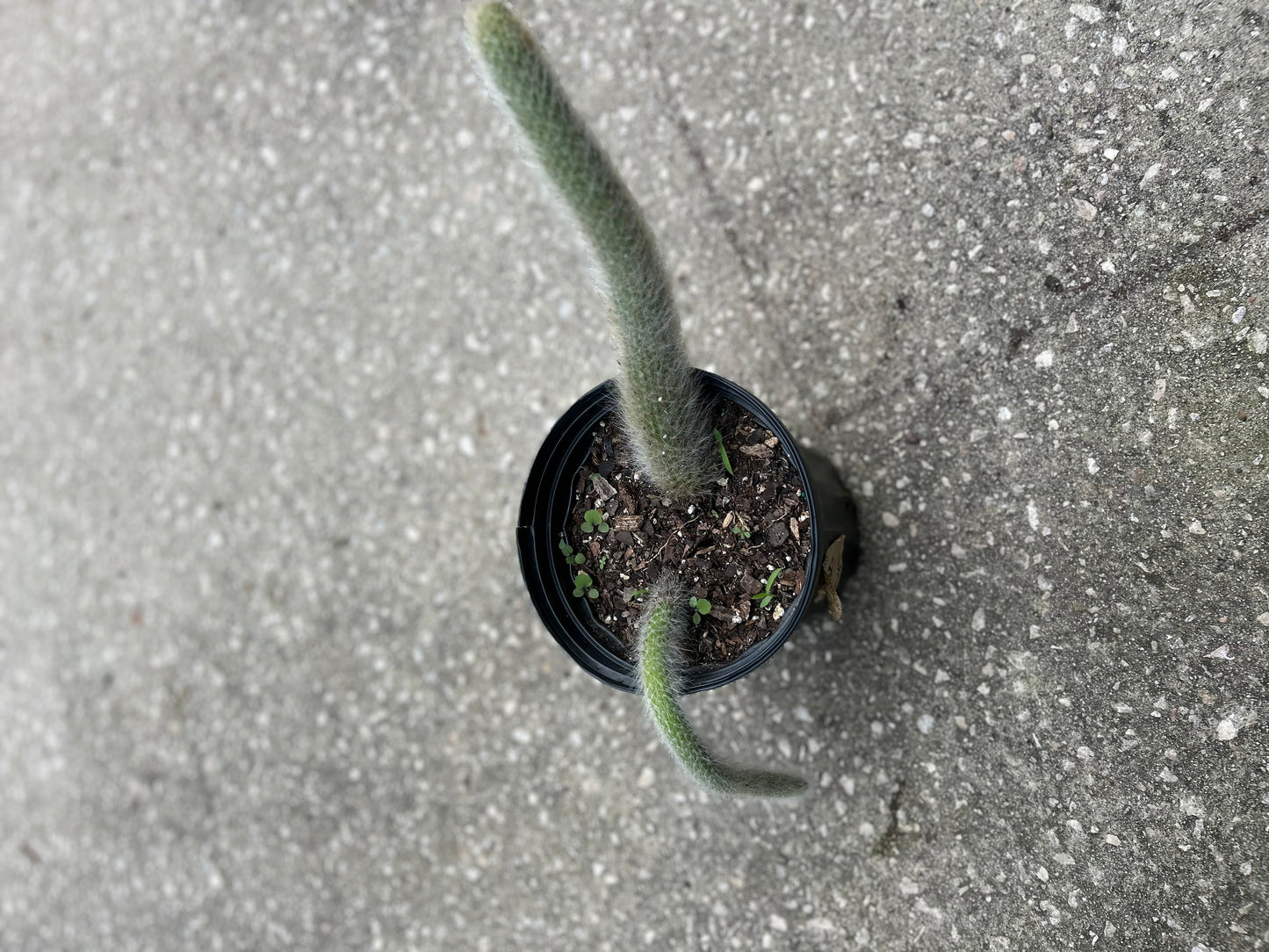 'Monkeytail Cactus' (Cleistocactus Colademononis)