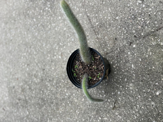 'Monkeytail Cactus' (Cleistocactus Colademononis)