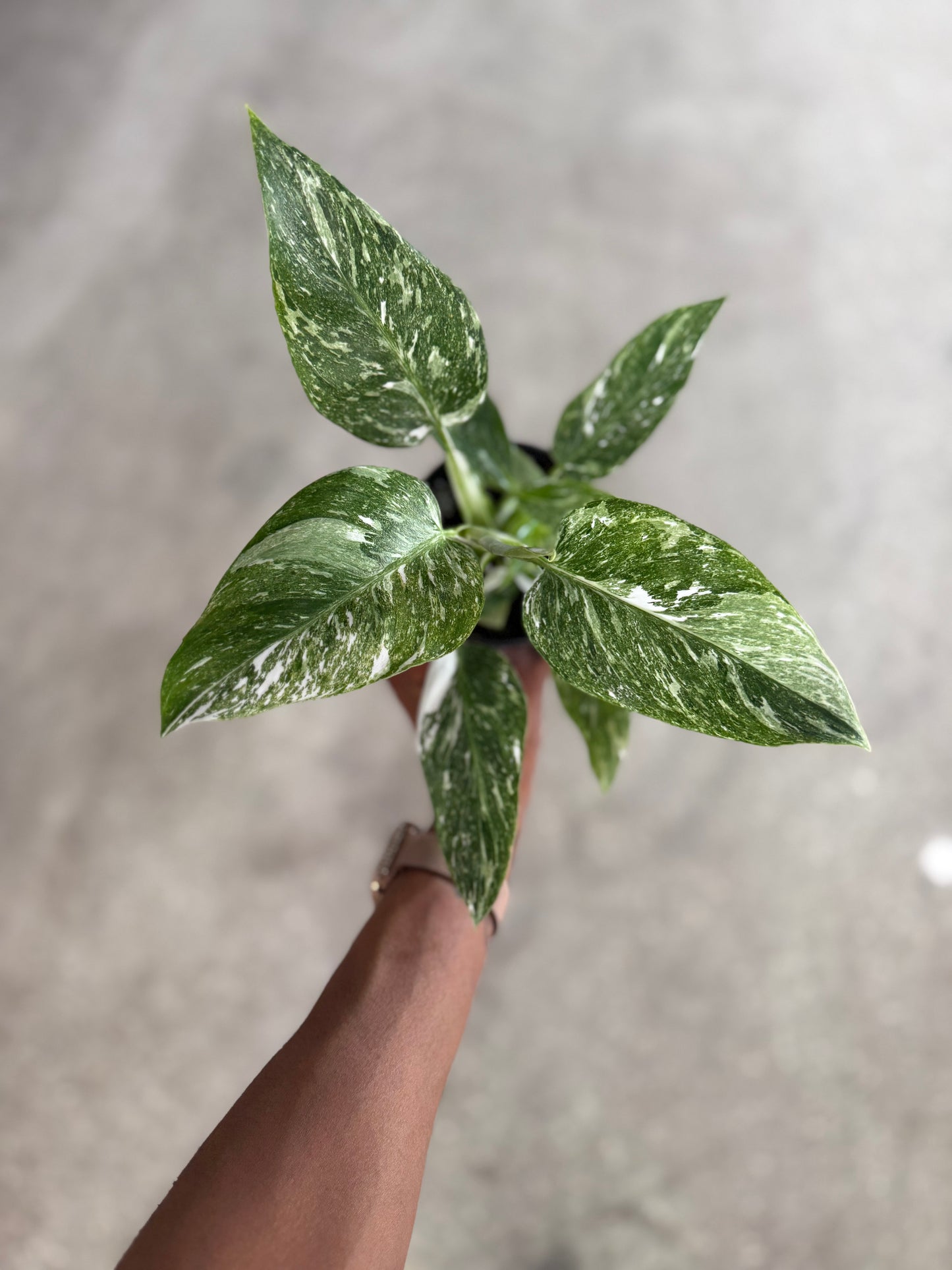 Philodendron White Princess Galaxy