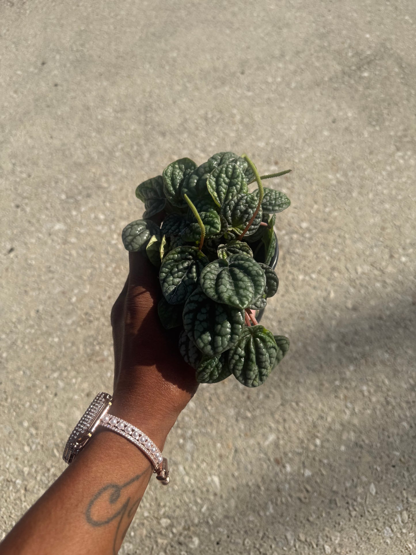 Peperomia 'Burbella'