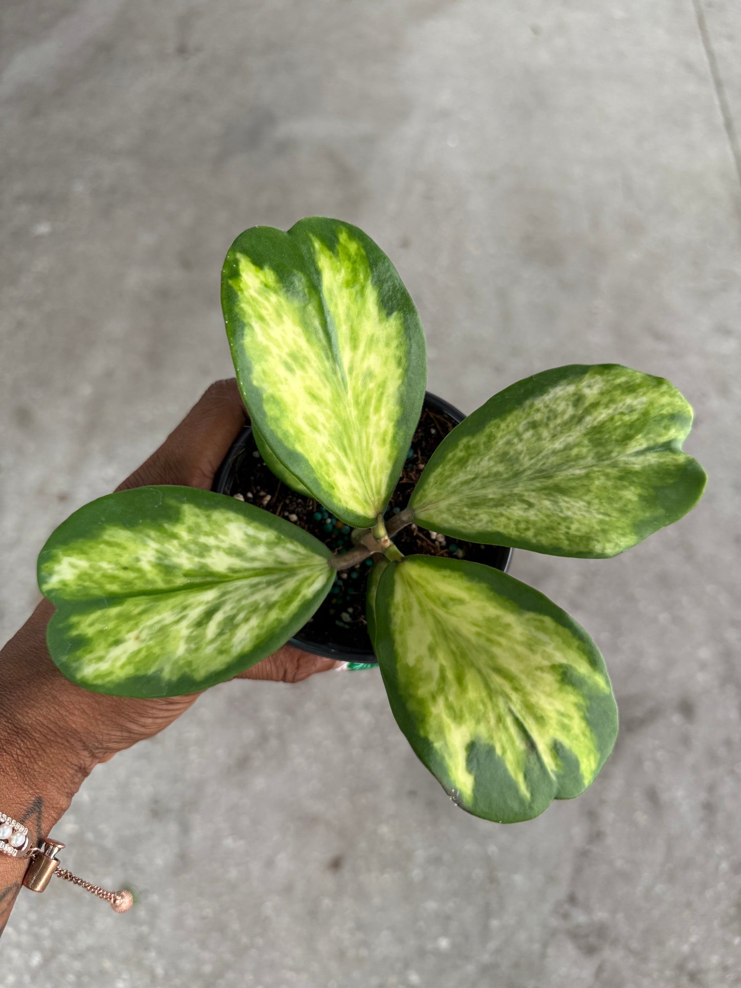 Hoya Kerri Variegata 'Speckles'