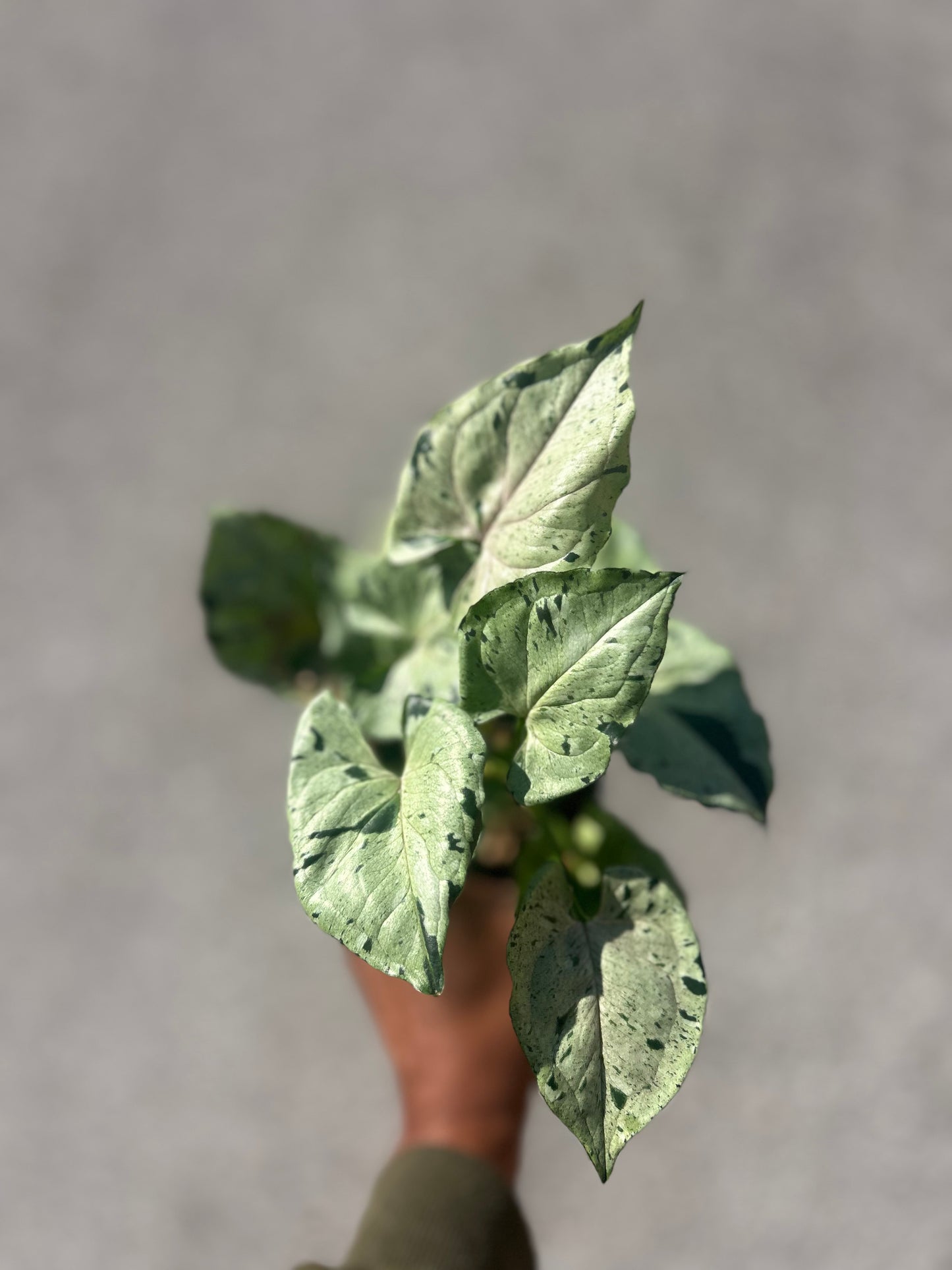 Syngonium Green Splash