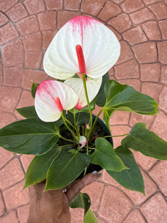 Anthurium 'Mystique'