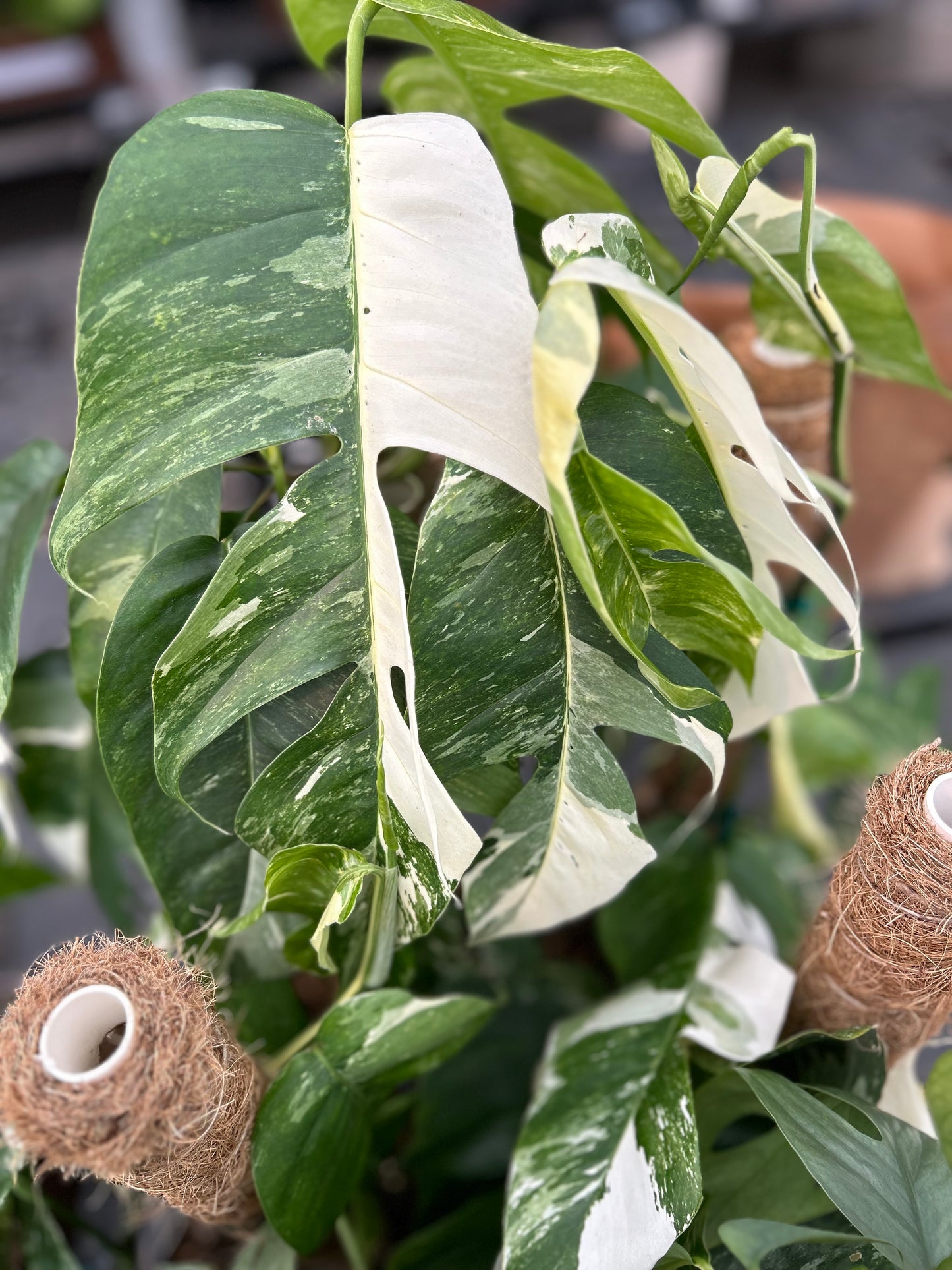 Pothos-Epipremnum Pinnatum 'Albo'