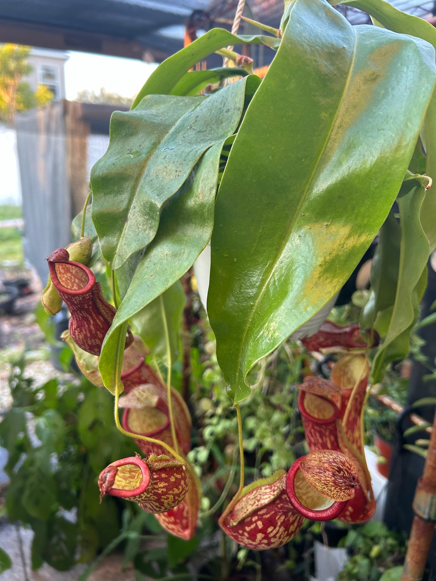 Pitcher plant-Nepenthes Gaya