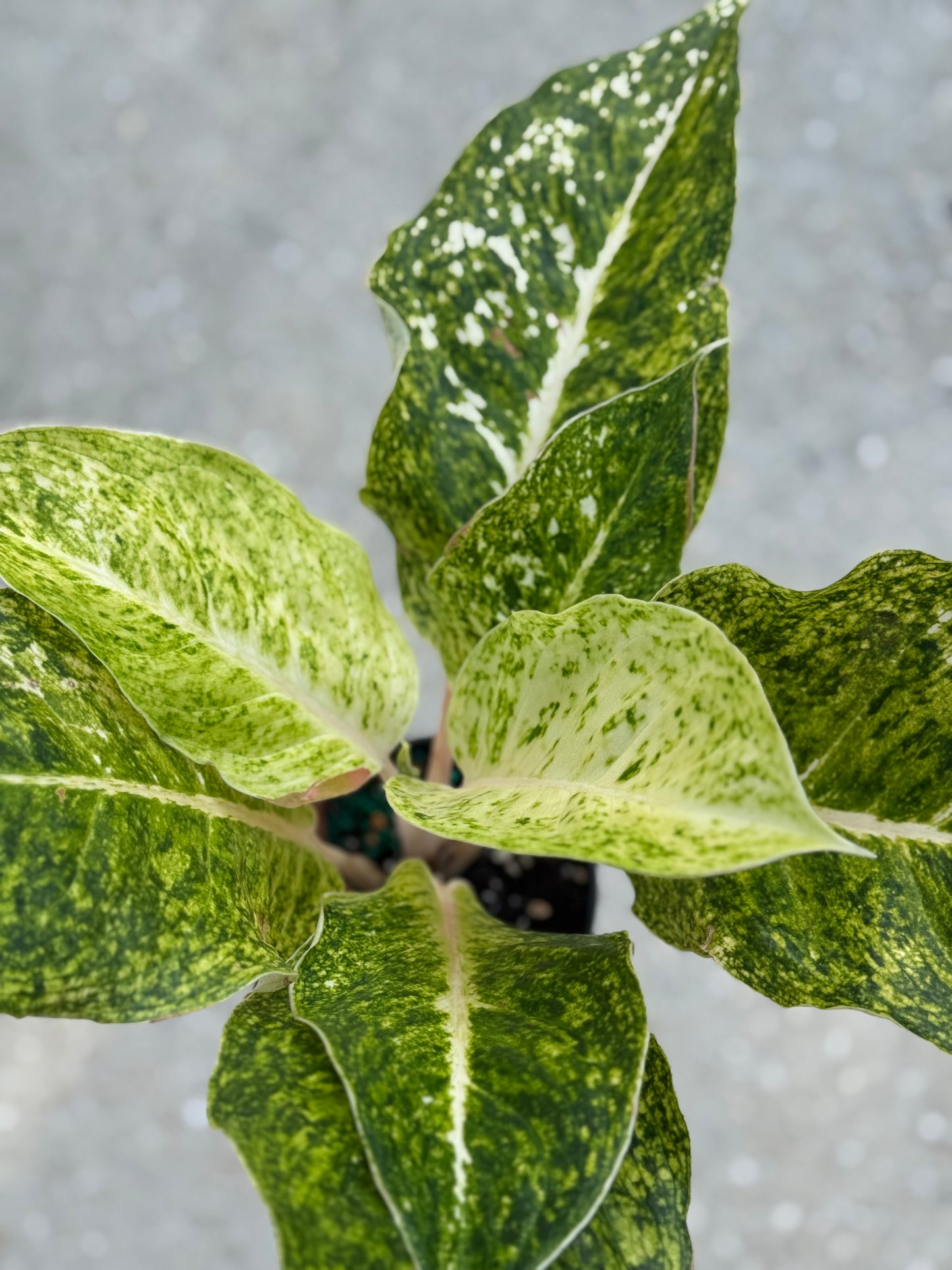 Aglaonema 'White Laksap'