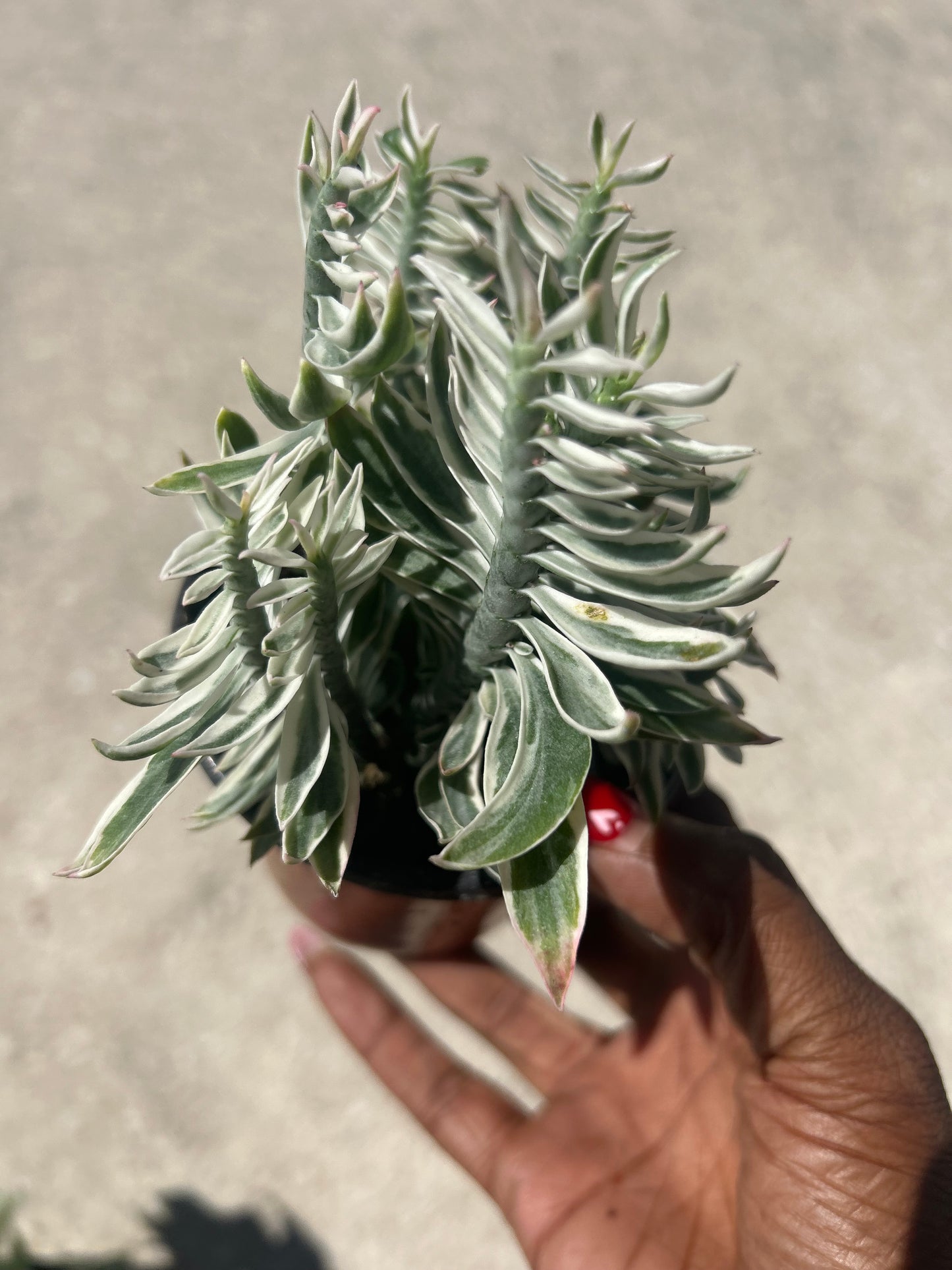 Euphorbia Tithymaloides Albo