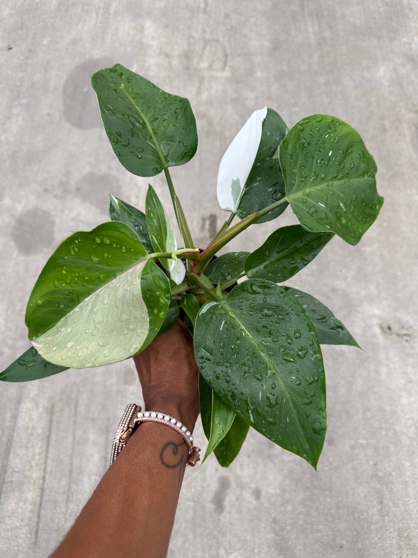 Philodendron 'White Princess'