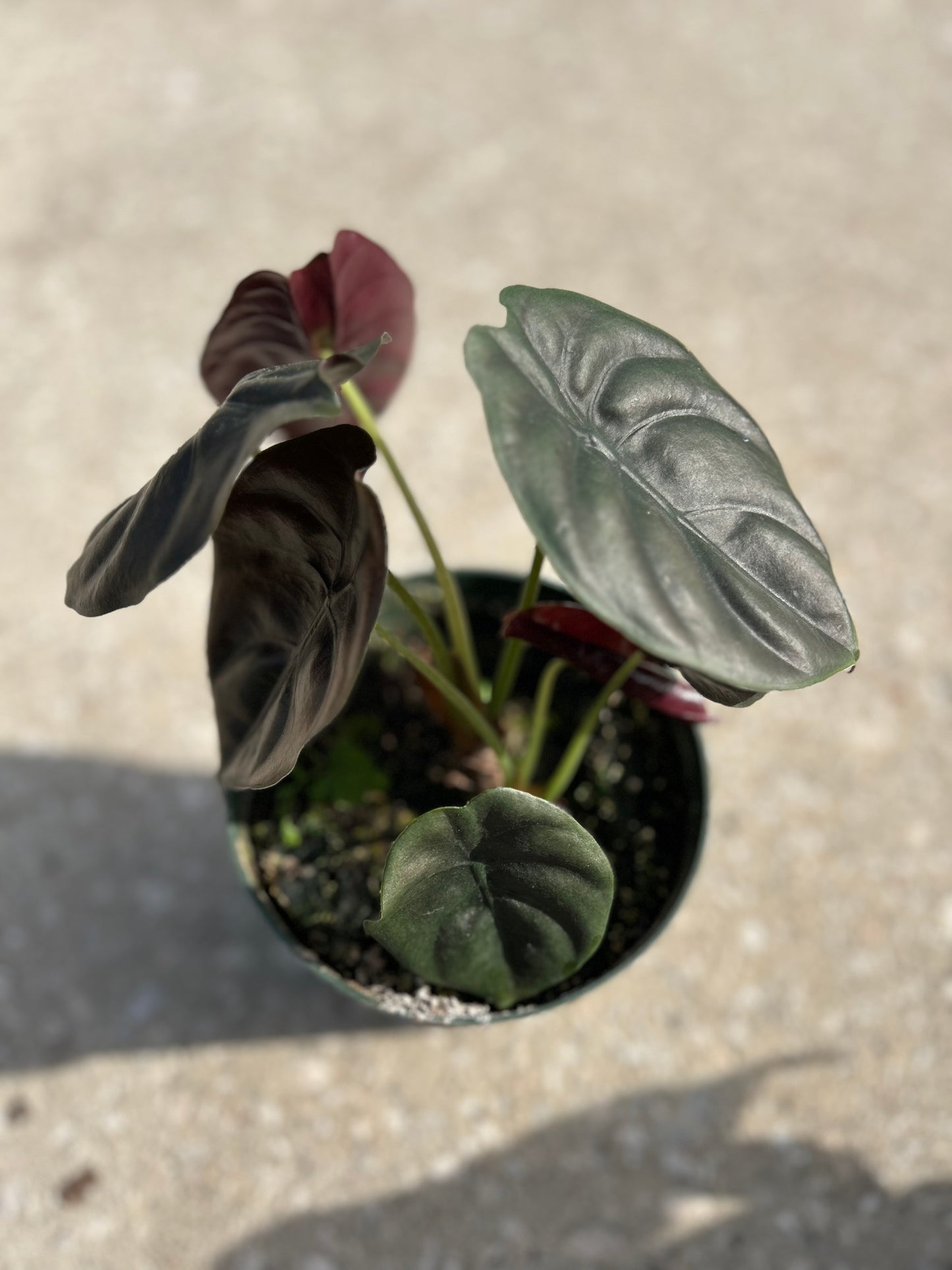 Alocasia 'Cuprea' (Red Secret)