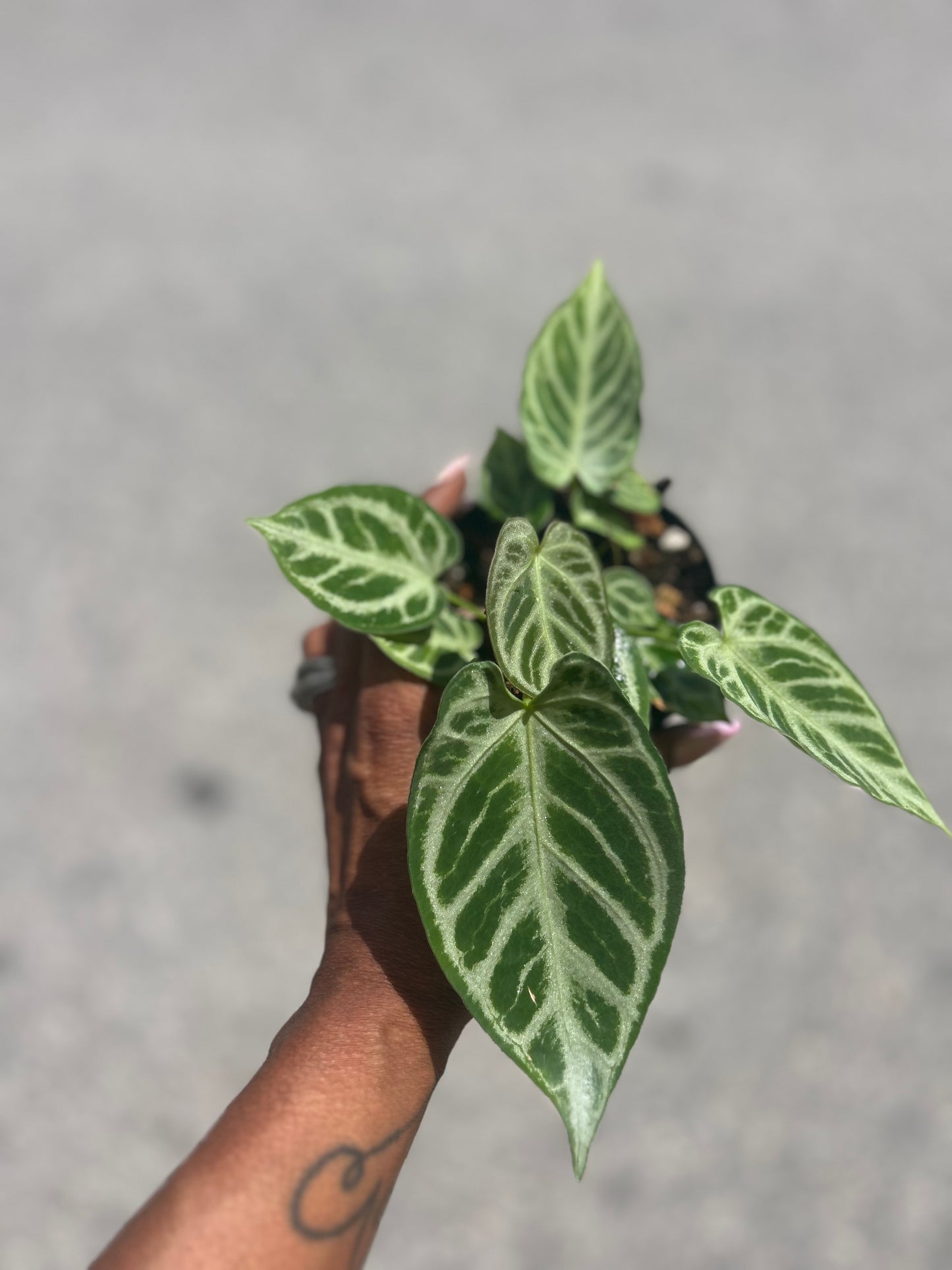 Anthurium 'Dorayaki Silver Blush'
