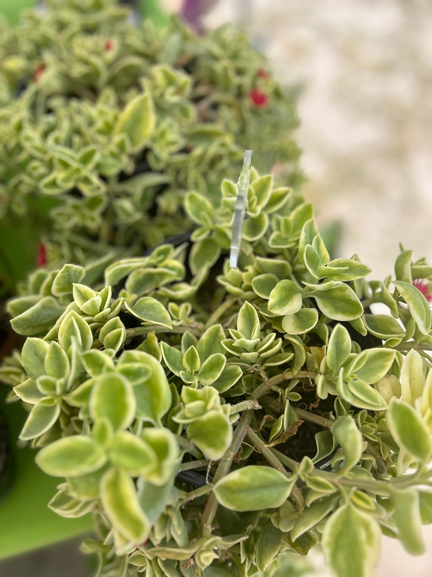 Baby Sunrose-Variegated- "Aptenia cordifolia Variegata"
