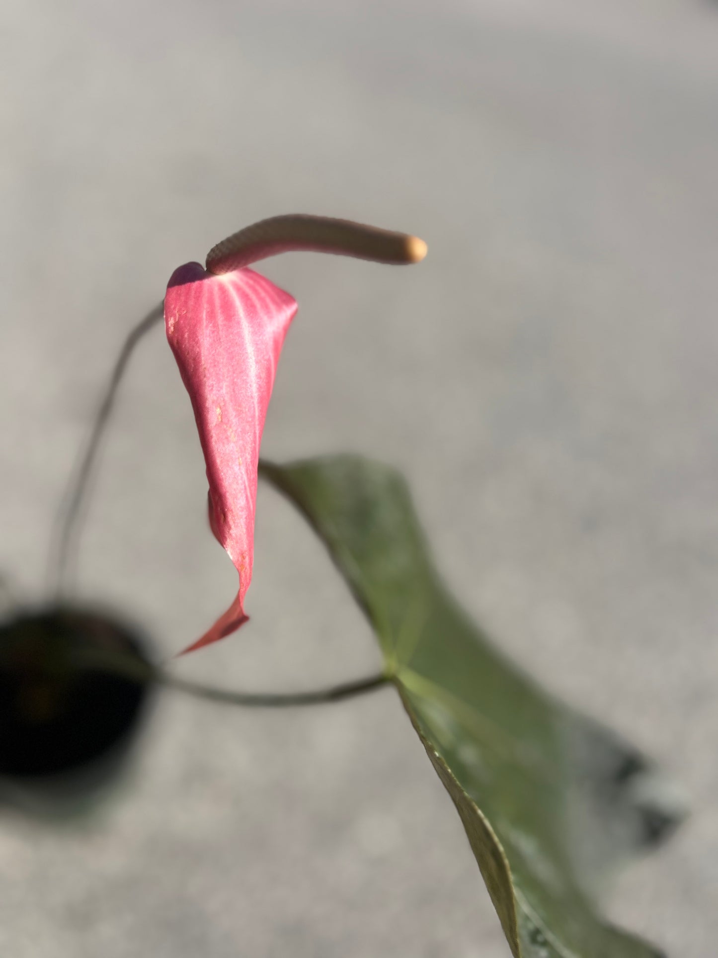 Anthurium Queen of Hearts