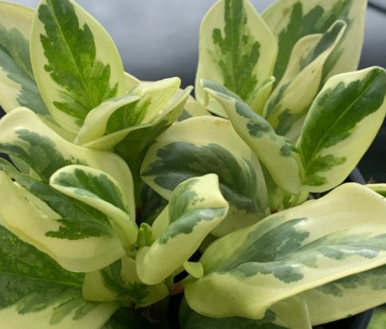 Peperomia Variegated