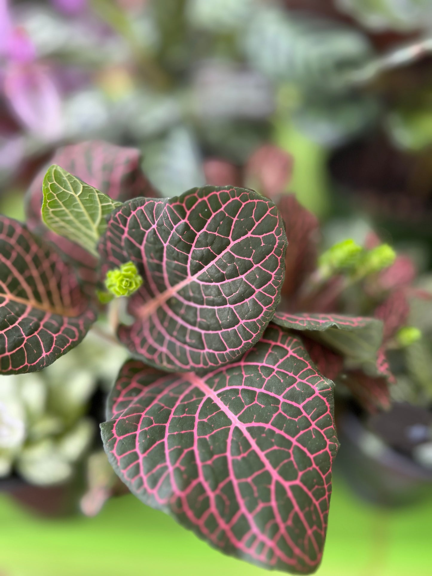 Fittonia Pink Nerve Plant