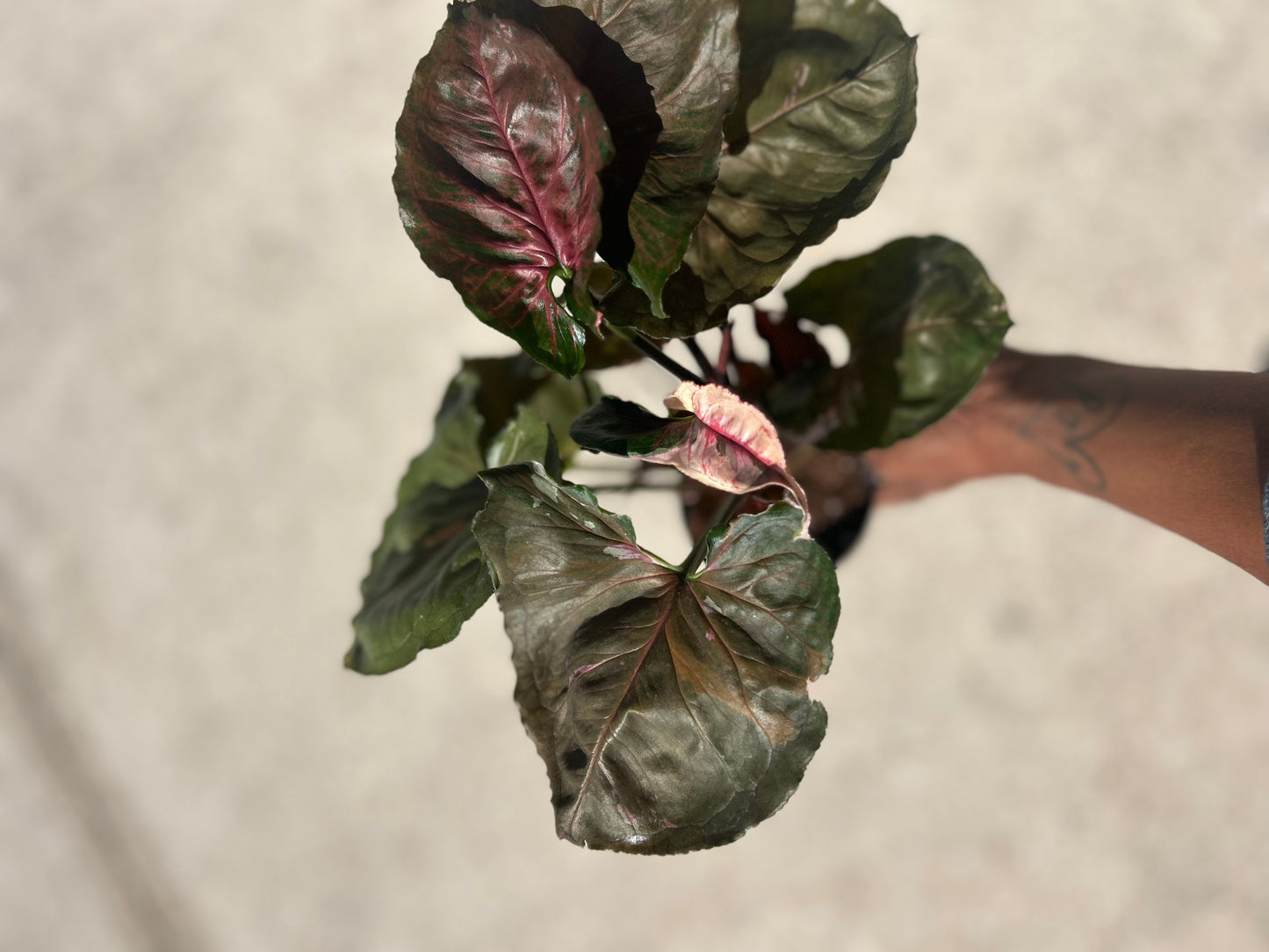Syngonium 'Strawberry Ice'