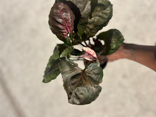 Syngonium 'Strawberry Ice'